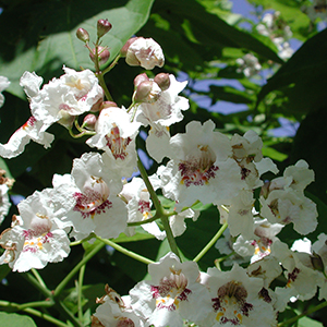 catalpa